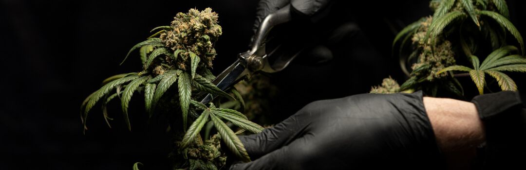 2 Ounces for $150!