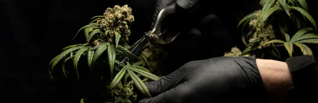 2 Ounces for $150!