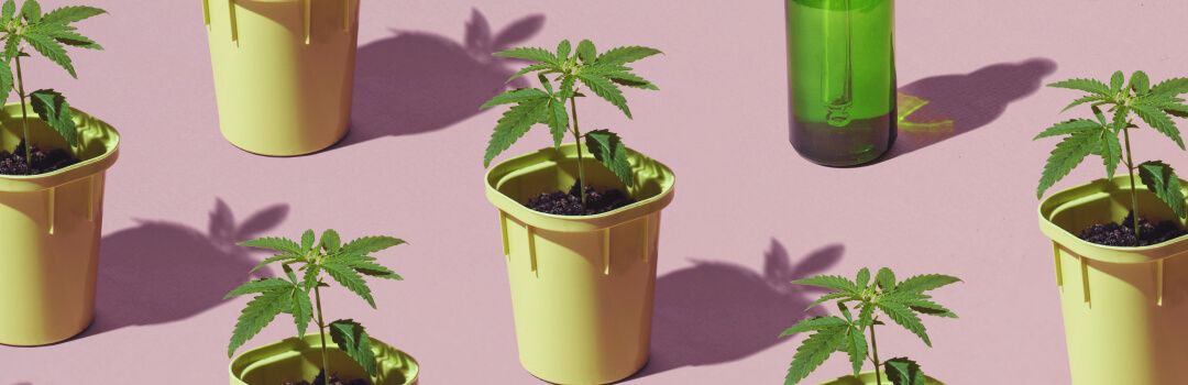 Your Next Grow Starts Here
