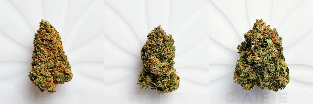 Premium Bud