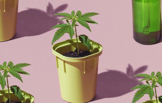 Your Next Grow Starts Here