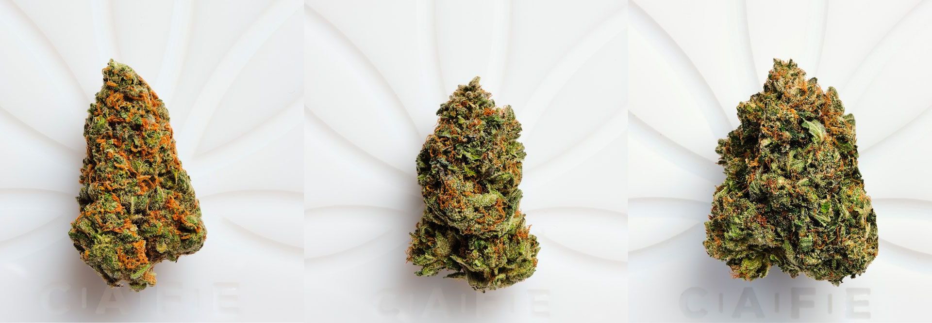 Premium Bud
