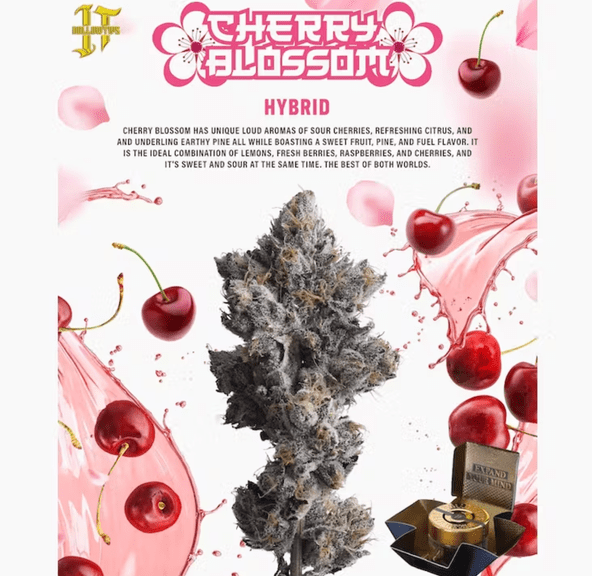 Cherry Blossom