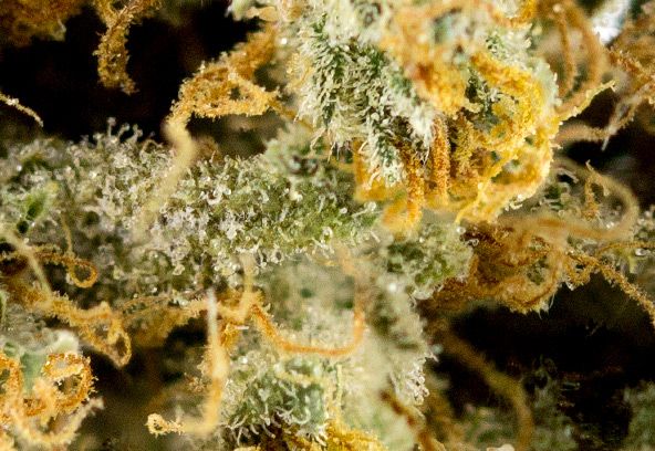 Gorilla Glue #4