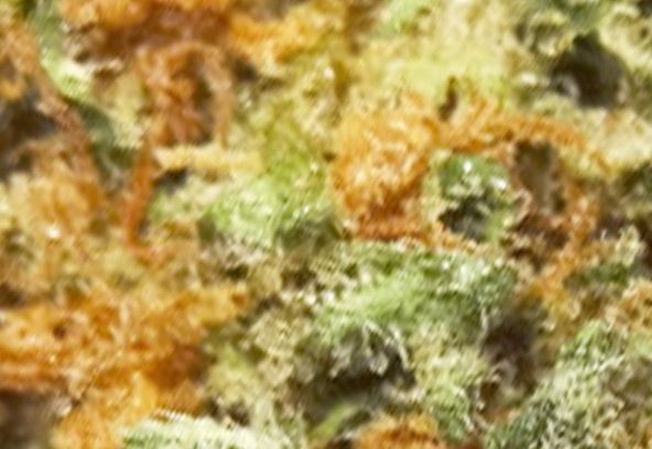 Cannalope Haze