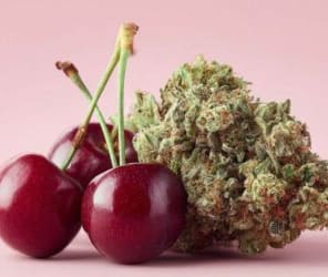 CHERRY BLOSSOM THC 27.88% OUNCE