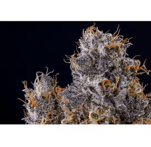Rapper Weed 3.50 g