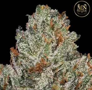 MVN Flower Gelato Gas Gram 1.0g (10/Case)