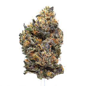 Apples & Oranges [CE] | NEW!