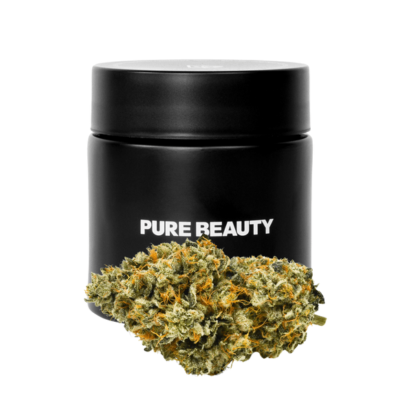 Pure Beauty | Flower | 3.5g | Bermuda Triangle