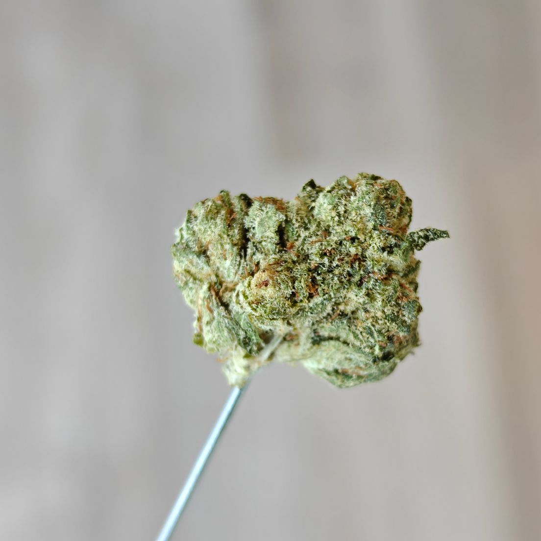 Royal Cherry Diesel