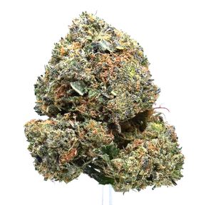Pink Nova | SALE!