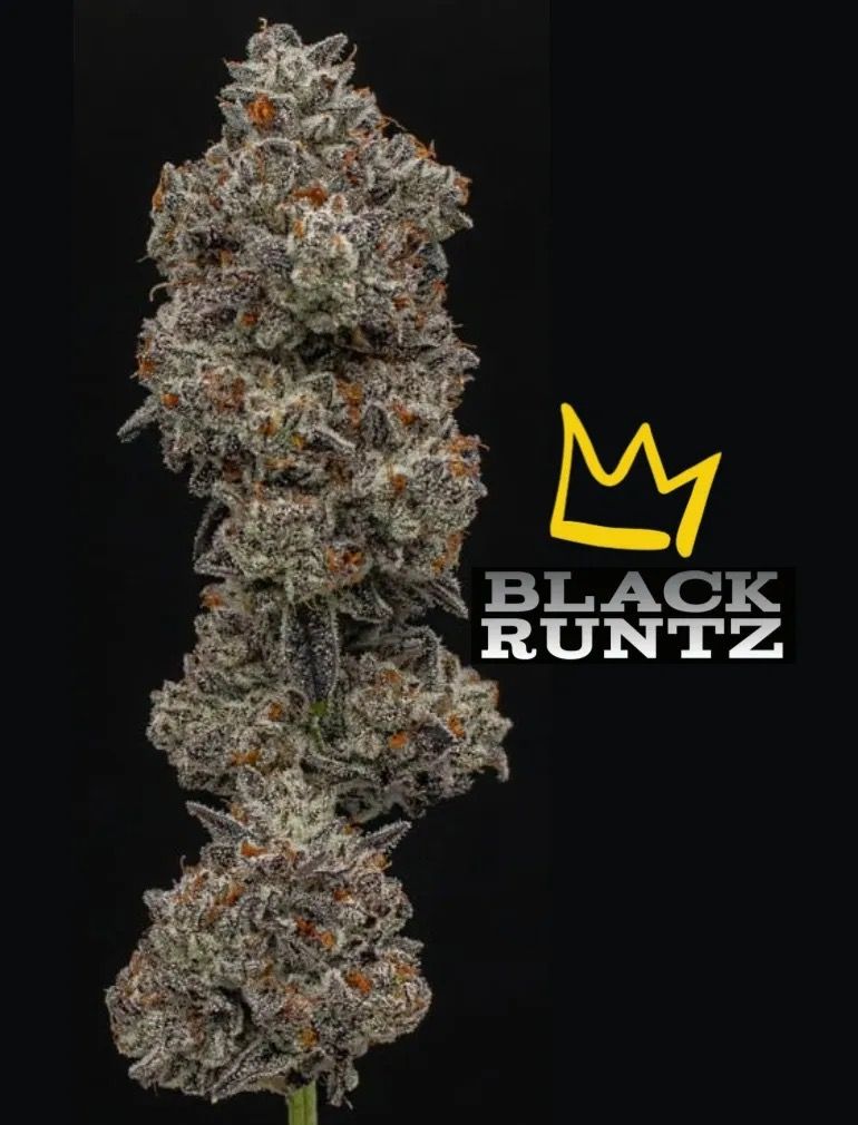 Black Runtz by Green Dynasty (deli)