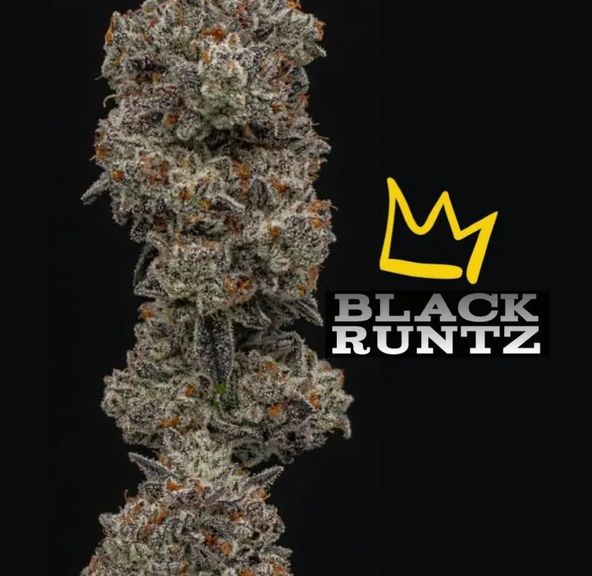 Black Runtz by Green Dynasty (deli)