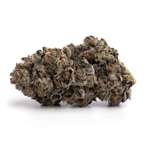 Grizzly Purple