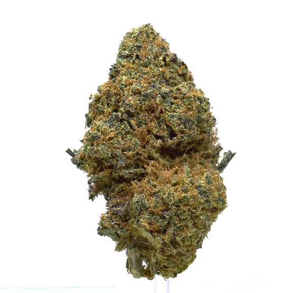 Chocolope | NEW!