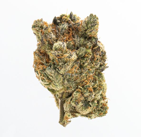 7g-Waltz Pink