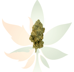 Cactus Cooler AA+ Ounce