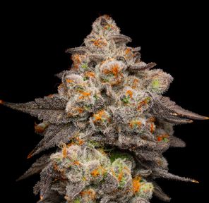 Cookies - Berry Pie 1g