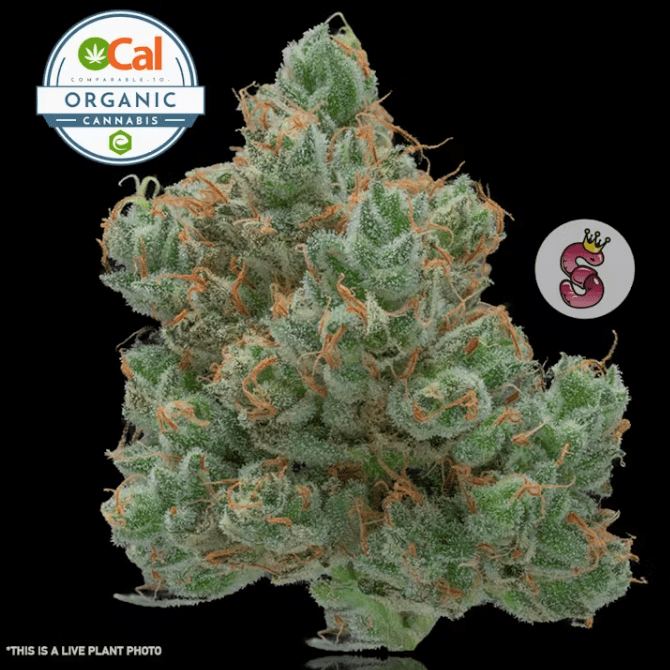 Durban Poison