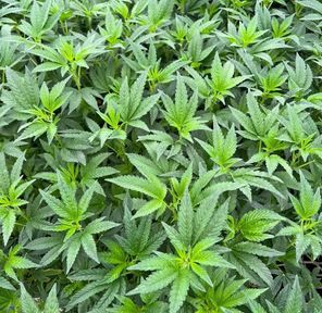 Preorder - Julius Caesar - Green House Clones (taxes included)