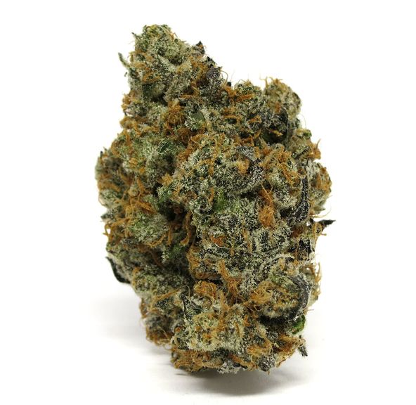 BLUCIFER (4.2G) by Terraform