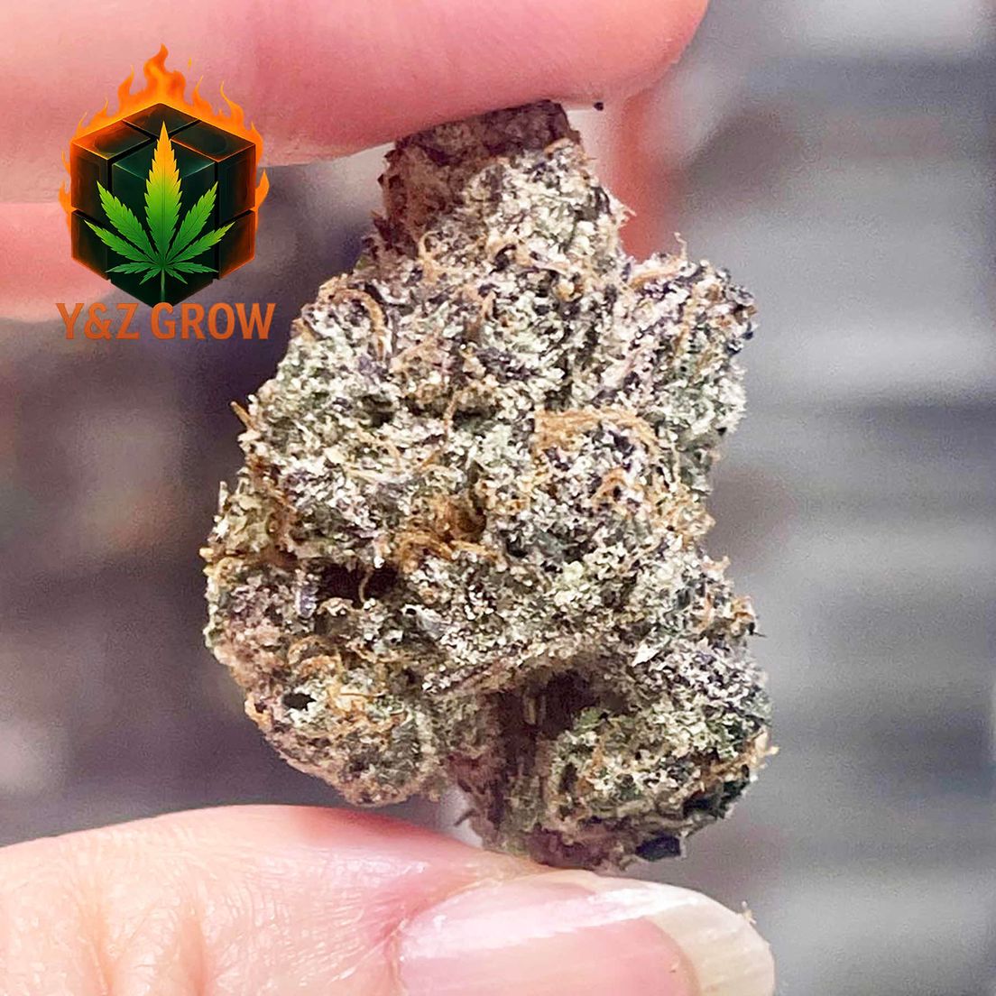 *FIRE* Rainbow Runtz (Hybrid 50/50)