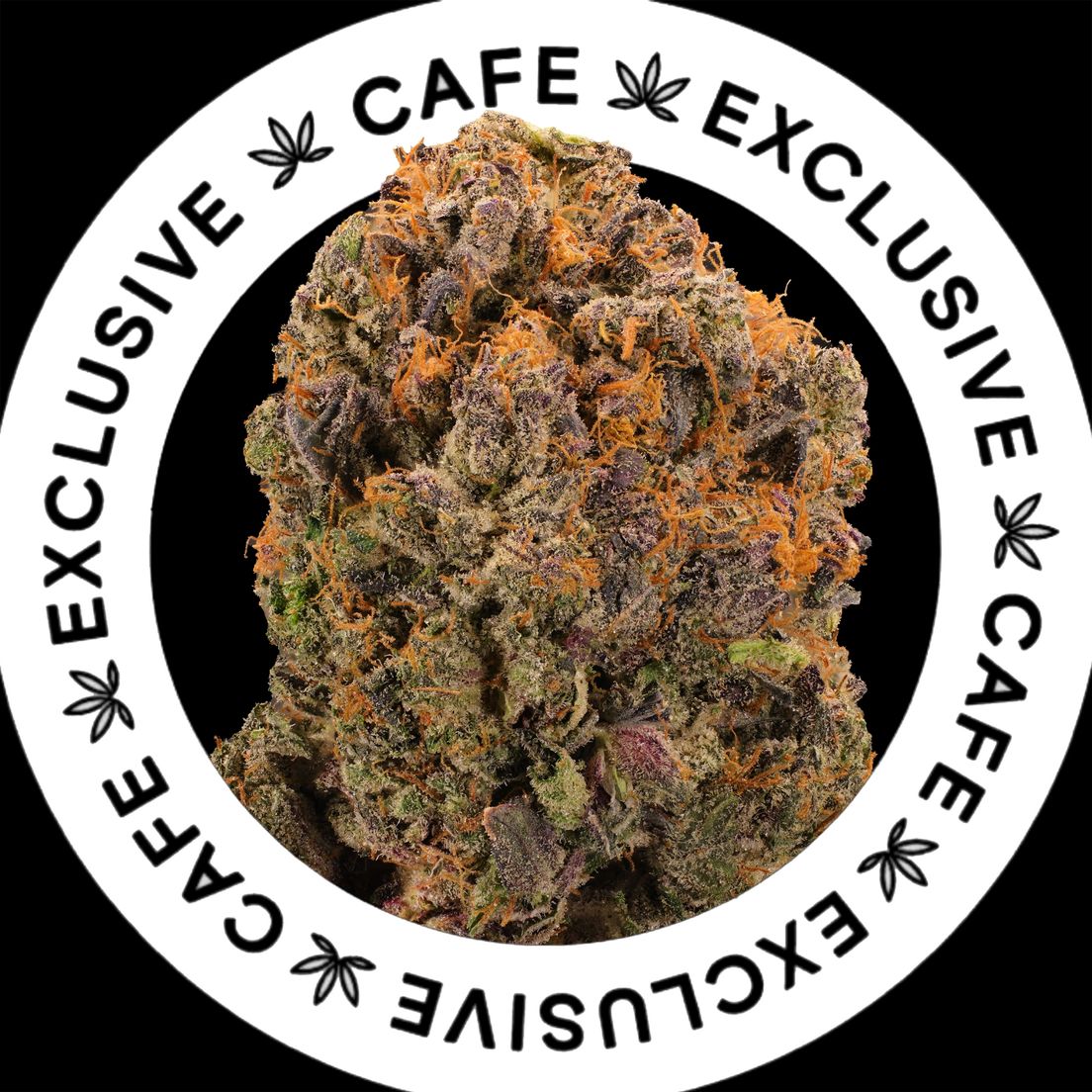 7G CAFE EXCLUSIVES- PINK LUNA