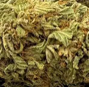 14G - MAC DADDY (AA+)