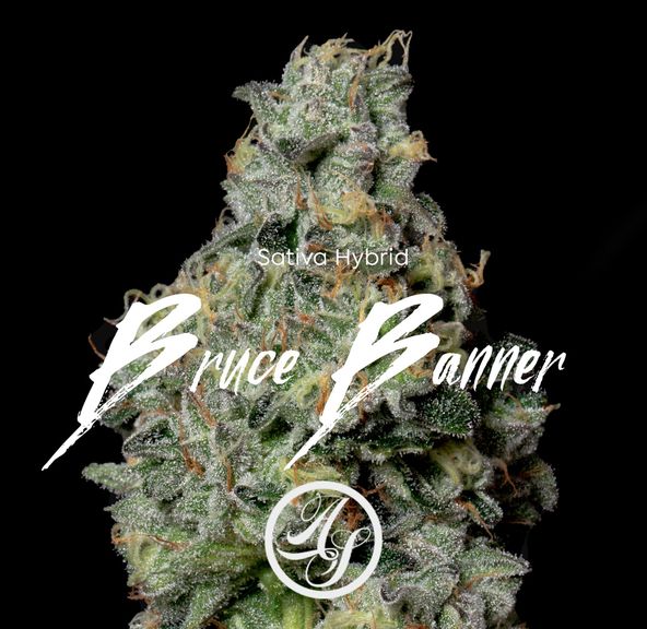 Alt Sol | Bruce Banner - Flower | 14g | Hybrid