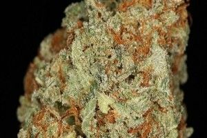 Capital OG| Indica |THC=20.39|Terps=2.6