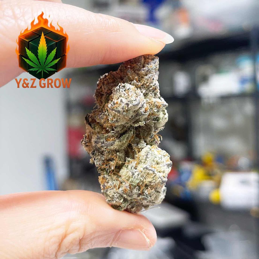 ? Slurricane (Indica 60%) - Premium