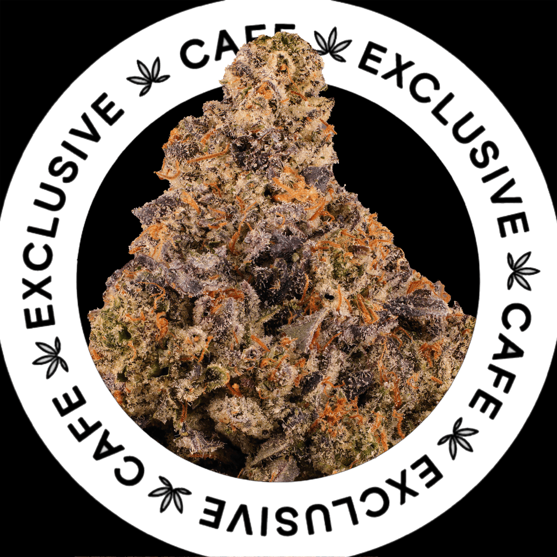 7G CAFE EXCLUSIVES- PINK CREAM