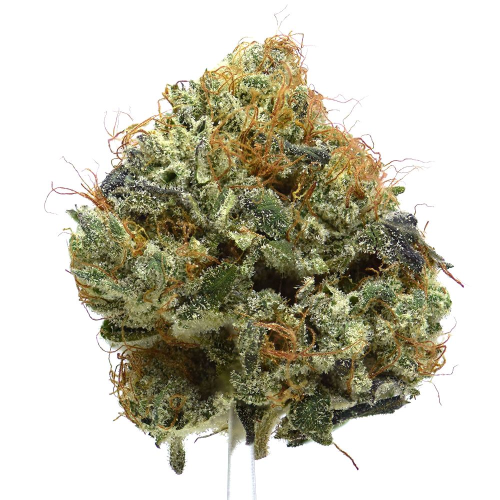 Blueberry | NEW!