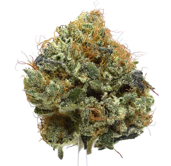 Blueberry | NEW!