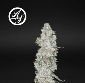 Alt Sol | Cap’d Out - Flower | 3.5g | Hybrid