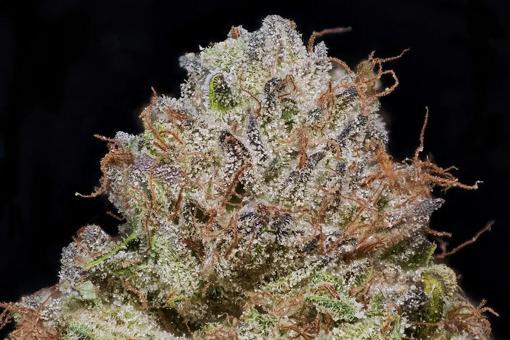 MVN - Blueberry Skittles - Eighth -PP