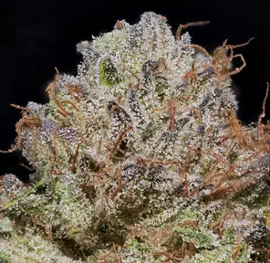 MVN - Blueberry Skittles - Eighth -PP