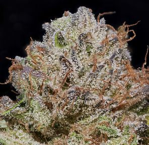 MVN - Blueberry Skittles - Eighth -PP