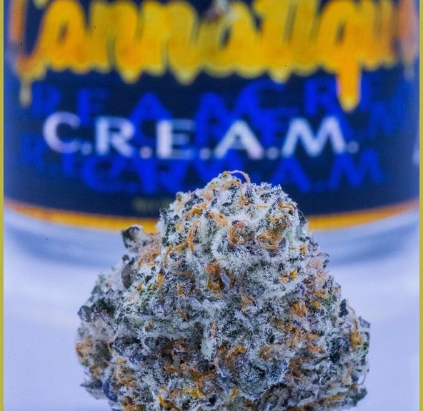 Cannatique | Cream Jar 25.58% THC 3.5g