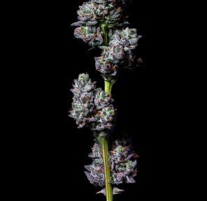 Flower-91 Octane 3.5g