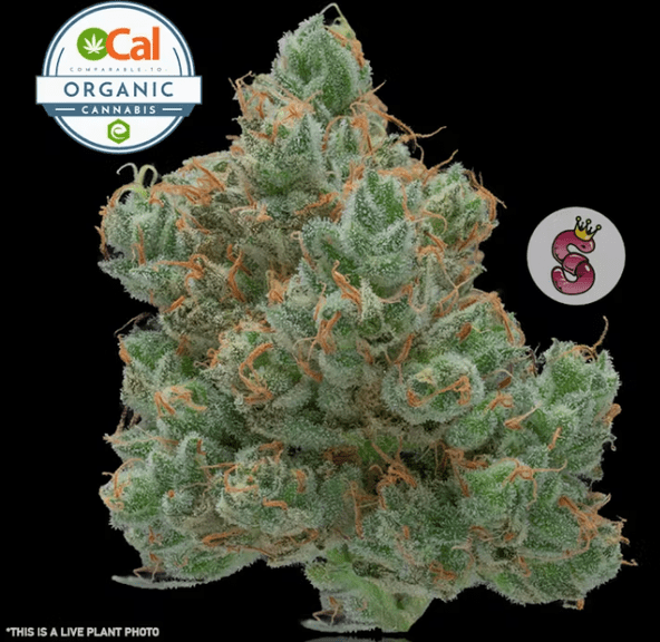 Durban Poison