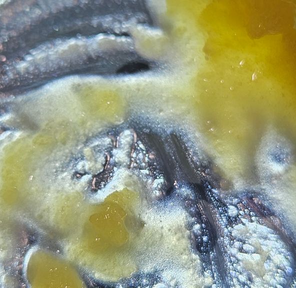 Dissolv - Dabs - Gas Breath - 1g