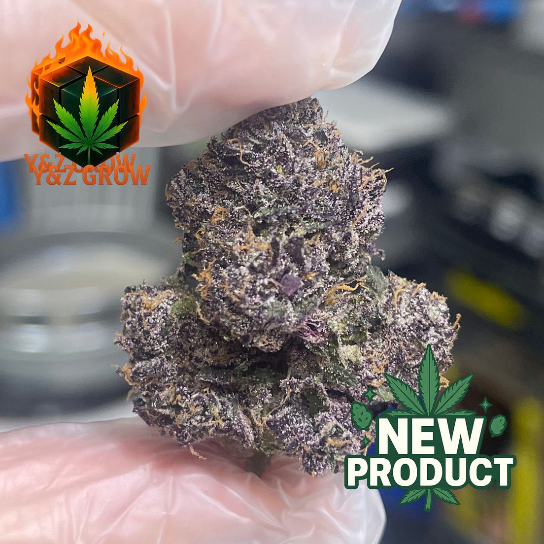 ? SALE ✨ Purple Urkle (Indica 70%) - Premium