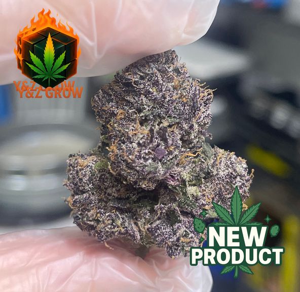 ? SALE ✨ Purple Urkle (Indica 70%) - Premium