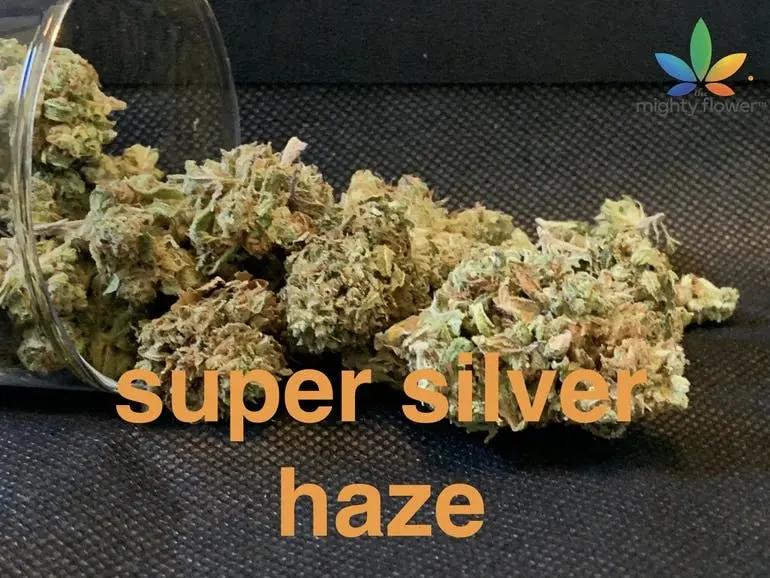 super silver haze top shelf