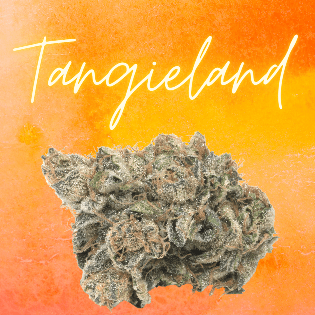 DAZE - Tangieland (3.5g)