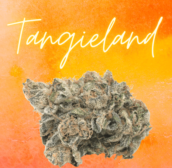 DAZE - Tangieland (3.5g)