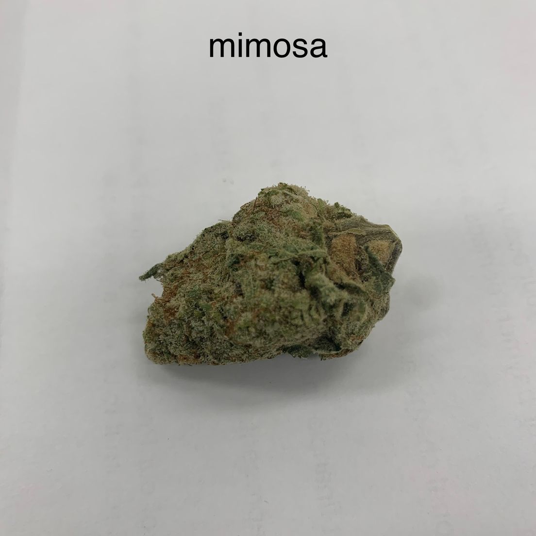 Mimosa