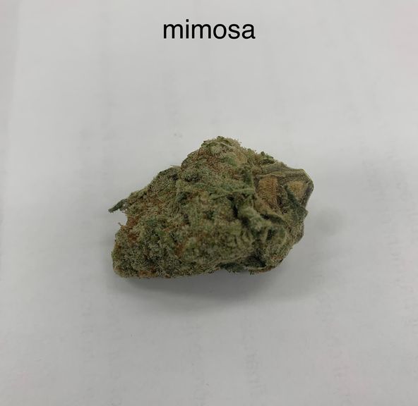 Mimosa